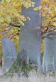 Bükkfa 'Fagus sylvatica' 10db mag