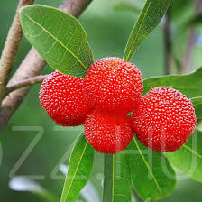 Japán viaszbogyó 'Morella rubra' 2db mag