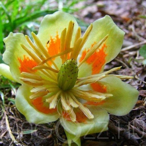 Tarka levelű tulipánfa (Liriodendron tulipifera `Aureomarginatum)3db mag