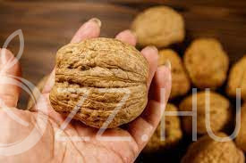 Juglans regia ‘Ukrán óriás’ dió papírhéjú 2db mag