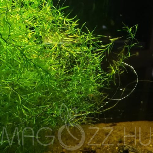Guadeloupei tüskéshínár 'Najas guadalupensis'
