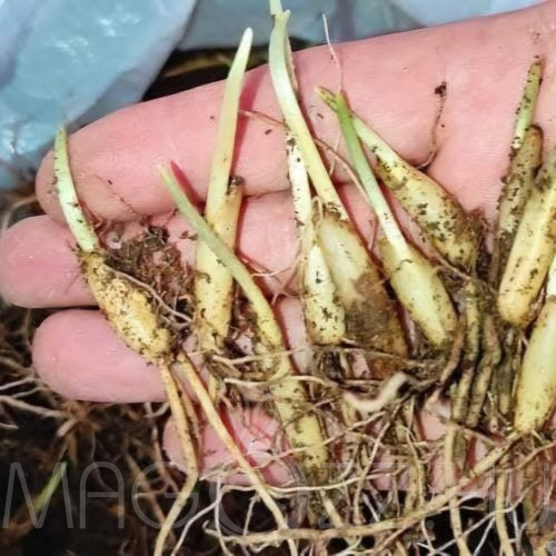 Medvehagyma (Allium ursinum) 20db hagyma Bio vegyszermentes saját telepből!