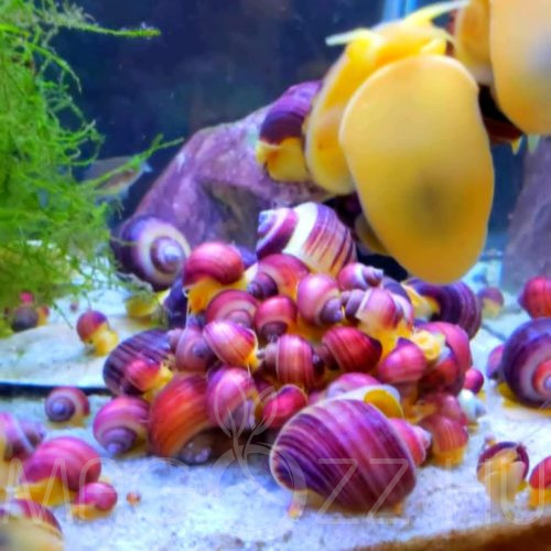 Pink Almacsiga ‘Pomacea bridgesii Pink ‘ 5db