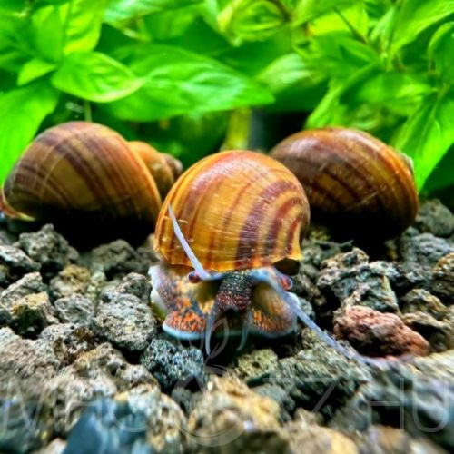 Barna csíkos  Almacsiga ‘Pomacea bridgesii Brown S.‘ 1db