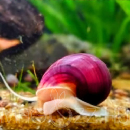 Pink Almacsiga ‘Pomacea bridgesii Pink ‘ 1db