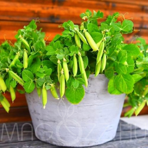 Balkon törpe borsó vetőmag!1evőkanálnyi