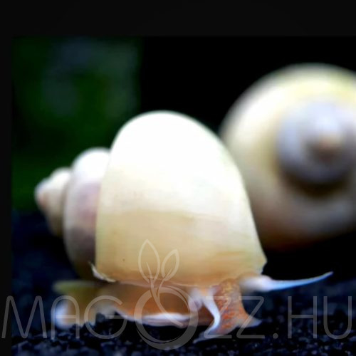 Fehér Almacsiga ‘Pomacea bridgesii Ivory White ‘ 1db