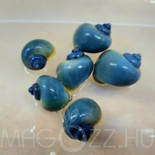 Kék Almacsiga 'Pomacea bridgesii Blue' 5db