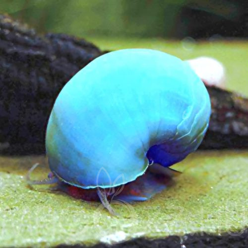 Kék Almacsiga 'Pomacea bridgesii Blue ' 1db