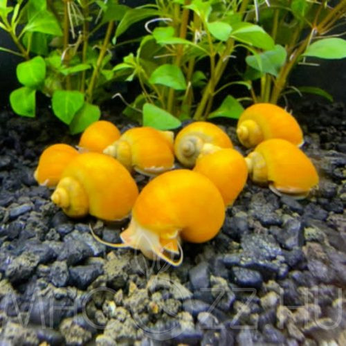 Aranysárga Almacsiga ‘Pomacea bridgesii Gold ‘ 5db