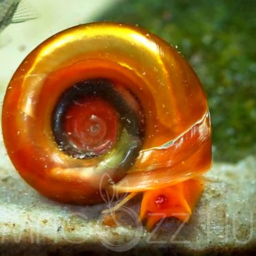 Narancssárga Postakürt csiga 'Helisoma Nigricans' 10db