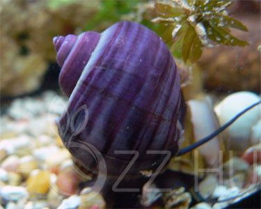 Lila csíkos  Almacsiga ‘Pomacea bridgesii Purple  S.‘ 1db