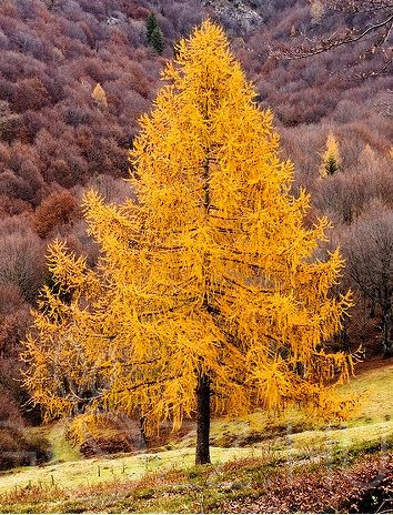 Vörösfenyő 'Larix europaea'10db mag