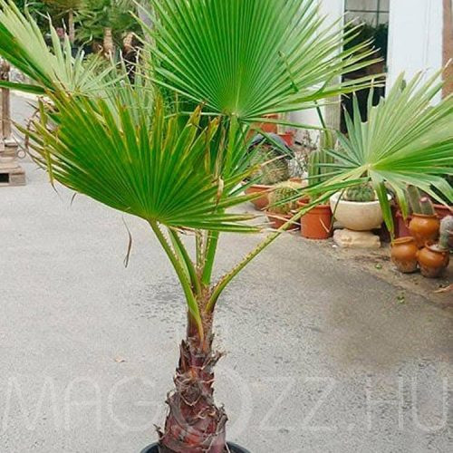 Mexikói Washington Pálma 'washingtonia robusta'10db mag