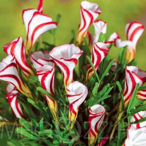 Madársóska (Oxalis) - VERSICOLOR 5db mag