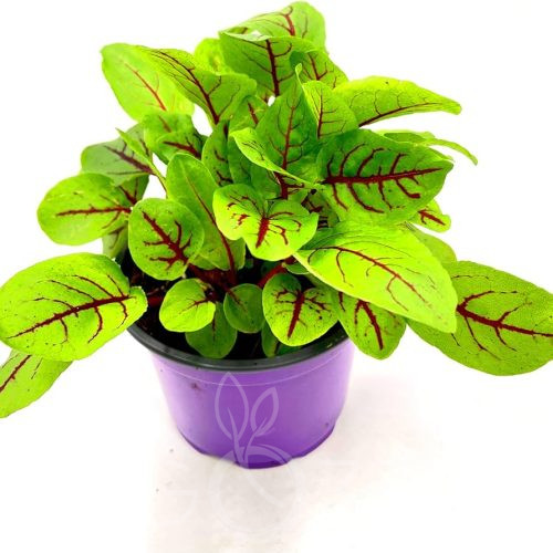 Vérsóska 'Rumex sanguineus' évelő 10db mag
