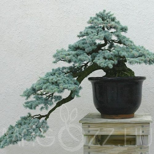 Kék atlasz cédrus 'CEDRUS ATLANTICA '4db mag