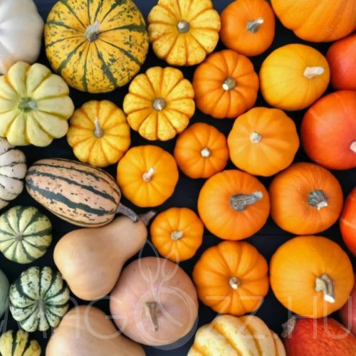 Dísztök (Cucurbita)színkeverék!10db mag