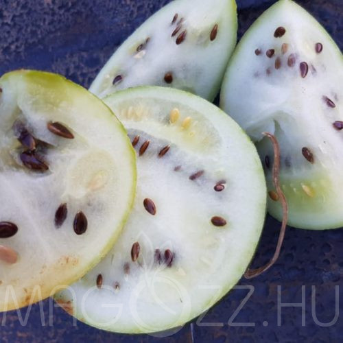 Sártök, Sivatagi dinnye (Citrullus colocynthis) 4db mag