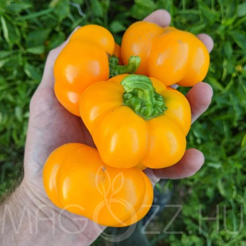Sárga PRITAMIN paprika magok!3db mag