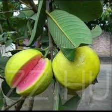 Pink Guava 'Psidium guajava' 4db mag