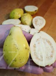 Egyiptomi Cream Guava'Psidium guajava' 4db mag