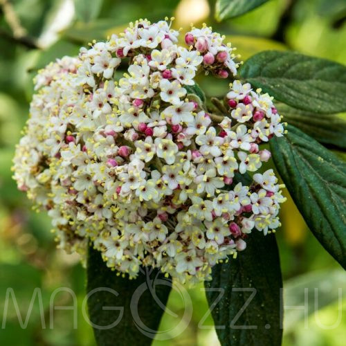 Bangita (Viburnum x pragense) 5db mag