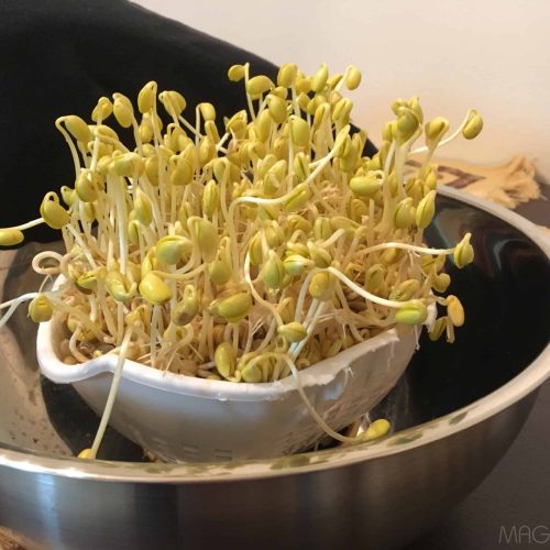 Csíranövény Bio Szójabab (Glycine max)20g