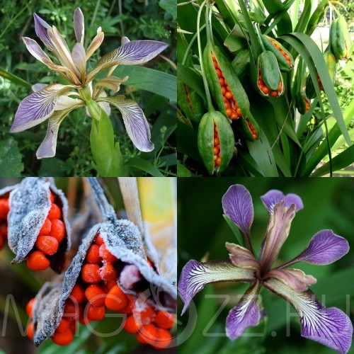 Gyöngyösírisz ' Iris foetidissima ' 5db mag
