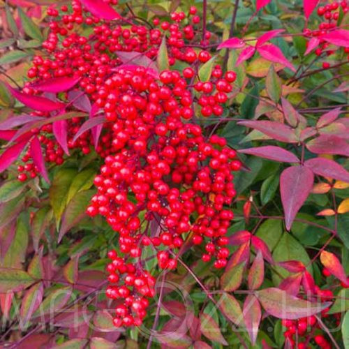 Japán Szentfa 'Nandina domestica'4db mag