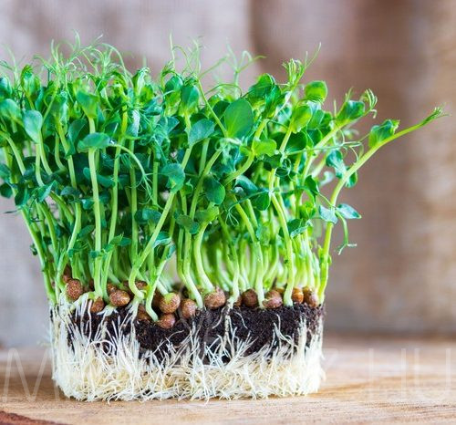 Csíranövény Bio Borsó (Pisum sativum)30g