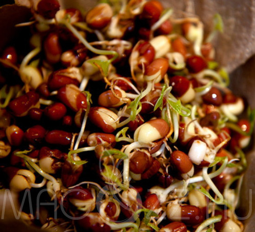 Csíranövény Bio Adzukibab (Vigna angularis) 20g