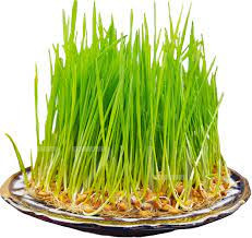 Csíranövény Bio Búza (Triticum)40g