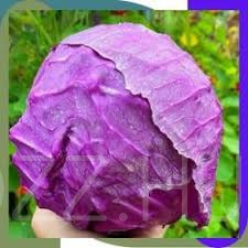 Vöröskáposzta / Brassica oleracea var. capitata f. rubra/10db mag