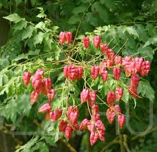 Bugás csörgőfa /Koelreuteria paniculata/10db mag/magja ehető