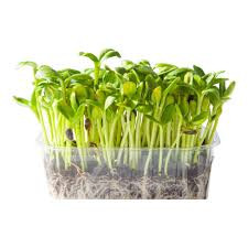 Csíranövény Bio Napraforgó (Helianthus annuus)20g