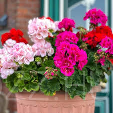 Muskátli színkeverék /pelargonium x zonale /5db