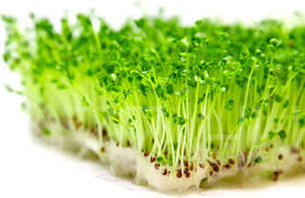 Csíranövény Bio Brokkoli (Brassica oleracea) 10g