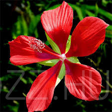 Skarlát hibiszkusz, kenderlevelű mocsári hibiszkusz (Hibiscus coccineus)4db mag