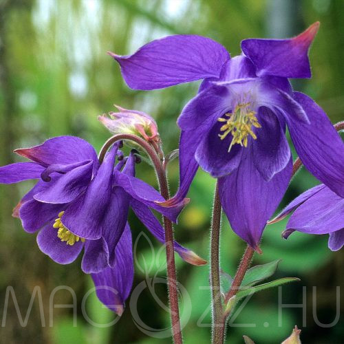 Havasi Harangláb Aquilegia alpina 'Navy Blue'15db mag