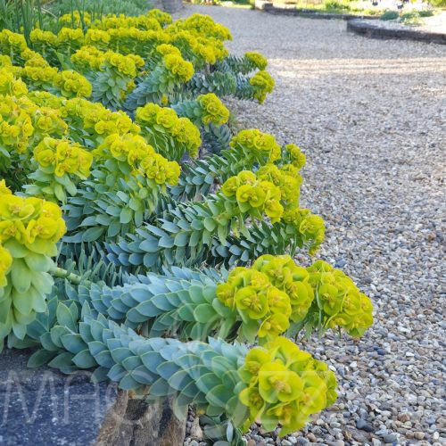Délszaki kutyatej 'Euphorbia myrsinites' 5db mag
