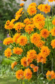 Nagyfészkű Menyecskeszem (Coreopsis grandiflora) 15db mag
