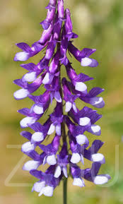 SZÖSZÖS BÜKKÖNY (VICIA VILLOSA) 25db mag