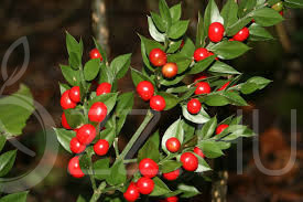 Szúrós Csodabogyó - (Ruscus aculeatus) VÉDETT!2db mag