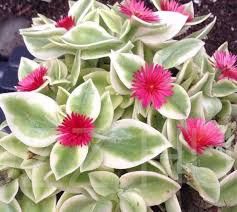 Pink Szívlevelű kristályvirág 'Aptenia cordifolia Variegata'3db mag