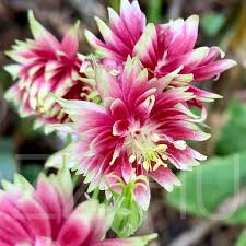 Teltvirágú harangláb Aquilegia 'Nora Barlow' 15db mag