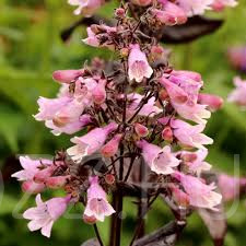 Bíborlevelű bugatölcsér 'Penstemon dig. ’Dakota Burgundy 15db mag