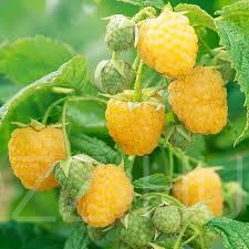 Sárga málna Rubus idaeus ‘Fertődi aranyfürt’ 15db mag