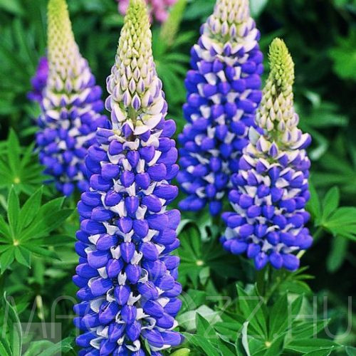 Erdei kék csillagfürt (Lupinus polyphyllus) 10db mag