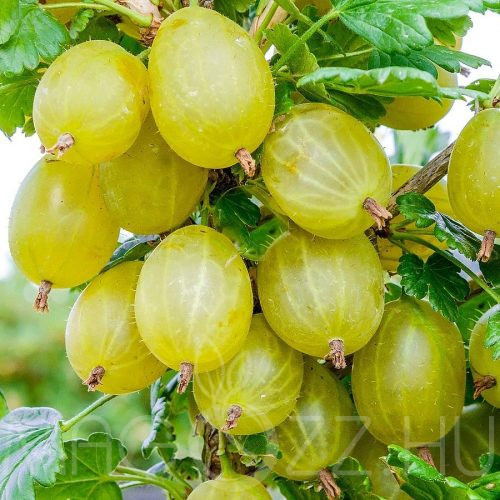 Egres 'Ribes uva-crispa'10db mag